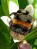 dl_08041202_Bumble Bee.jpg